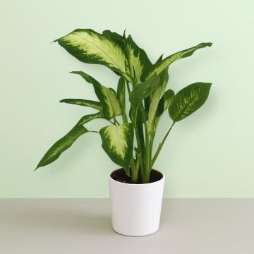 Diephenbachia Camilla 9 cm