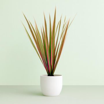 Dracaena Bicolor 8 cm