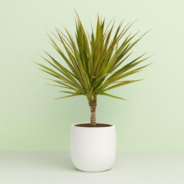 Dracaena Bicolour 11 cm