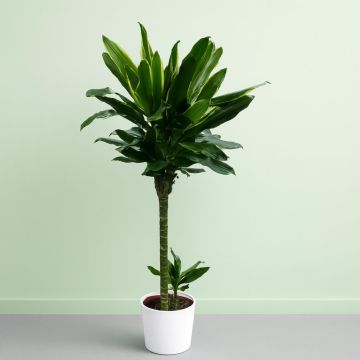 Dracaena fragrans Golden Coast 24 cm pot
