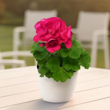 Pelargonium zonal purple.jpg Pelargonium zonal purple.jpg