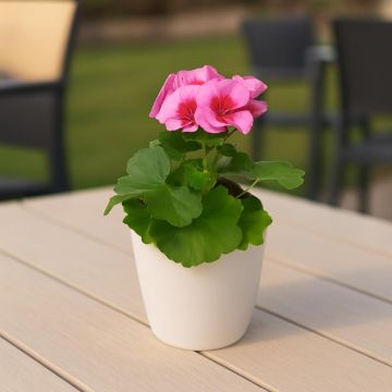 Pelargonium zonale bicolor.jpg Pelargonium zonale bicolor.jpg