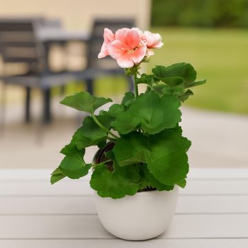 Pelargonium zonale Pink.jpg Pelargonium zonale Pink.jpg