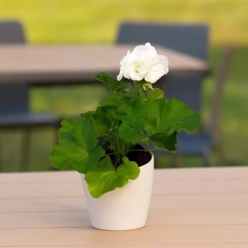 Pelargonium zonale White.jpg Pelargonium zonale White.jpg