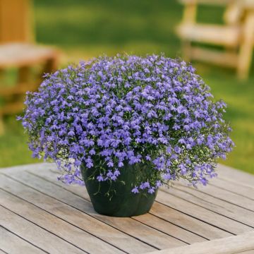 Lobela en Salsa Lobela en Salsa