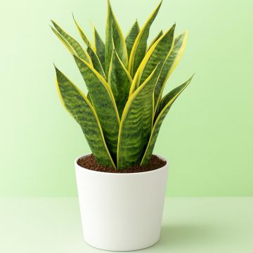 Sansevieria Futura Superba