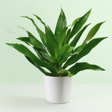 Dracaena Green Jawel