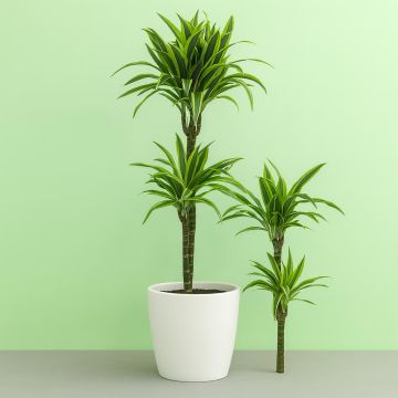 Dracaena Lemon Lime