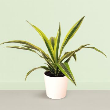 Dracaena Lemon Lime 12 cm pot