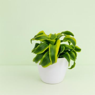 Dracaena little lime twisted