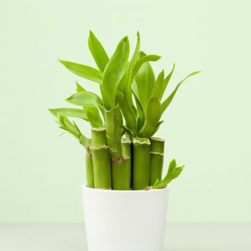 Dracaena lucky bamboo v3