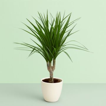 Dracaena marg op Stam Dracaena marg op Stam