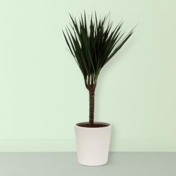 Dracaena Marginata 11 cm