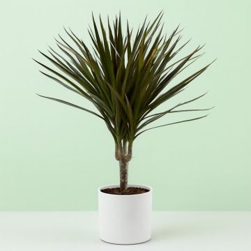 Dracaena marginata Magenta