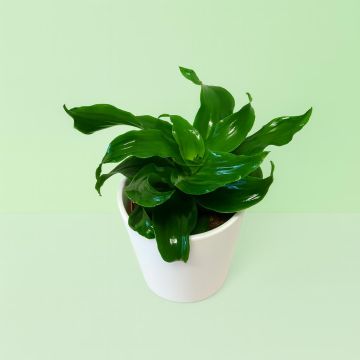 Dracaena fragrans Vaso Twist da 12 cm