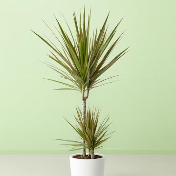 dracaena-hoog-v1