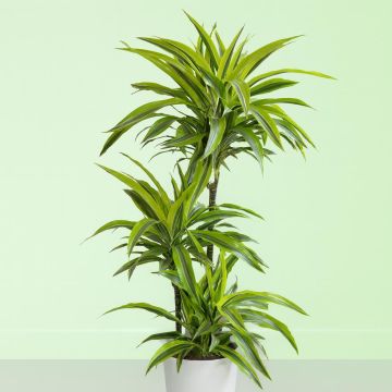 dracaena-lemon-lime-v2