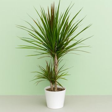 Standard Dracena Two Stams