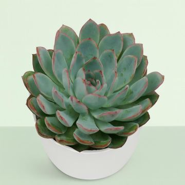 Echeveria 'Apus' 10.5 cm