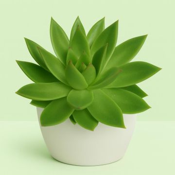 Echeveria agavoides Echeveria agavoides