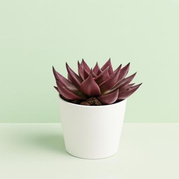 Echeveria Antaris 10