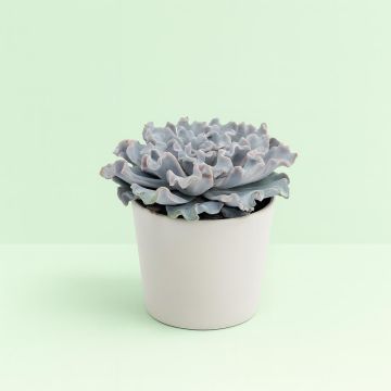 Echeveria crispy beauty 10
