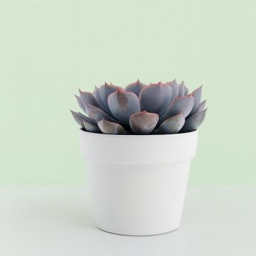 Echeveria Orion 10