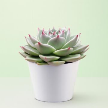 Echeveria sirius