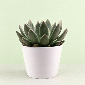 Echeveria spica