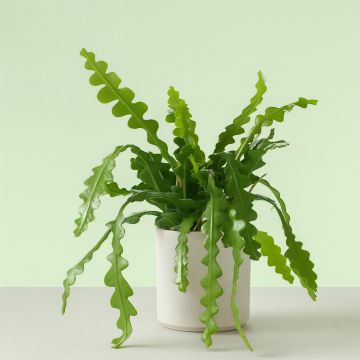 Epiphyllum Anguiliger