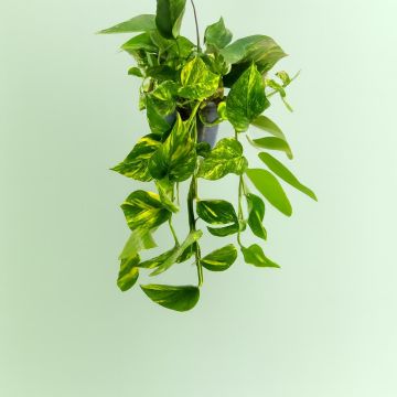 Epipremnum pinnatum hangbasket Epipremnum pinnatum hangbasket
