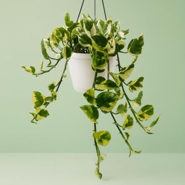 Epipremnum Scindapsus