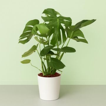 Monstera deliciosa v2