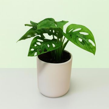 Maschera da scimmia Monstera Maschera da scimmia Monstera