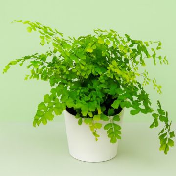 Fern adiantum Rad Fragrans