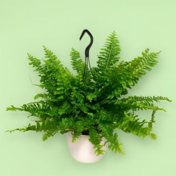 Fern Nephrolepis Green Moment Fern Nephrolepis Green Moment