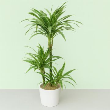 Dracaena Warneckei v2