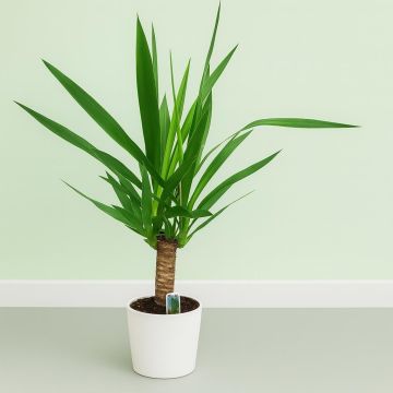 Yucca Elephantipes17 cm.jpg