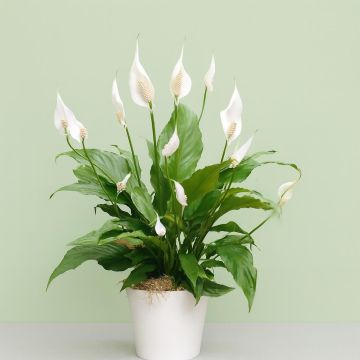 Spathiphyllum chopin Visions 3