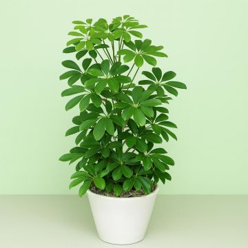 Scheflera arbor.Nora