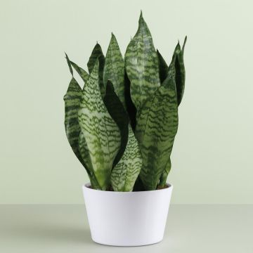 Sansevieria Zeylanica - hoogte 45-50