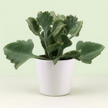 kalanchoe beharensis 13 cm.jpg