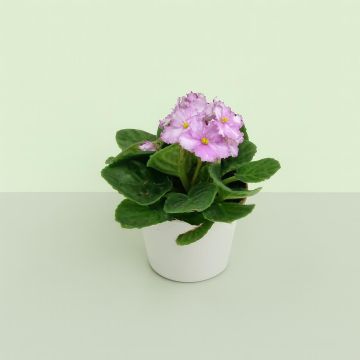 Saintpaulia light pink