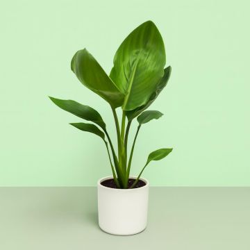 Strelitzia Bird of Paradise