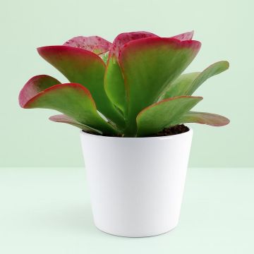 Kalanchoe thyrsiflora.jpg