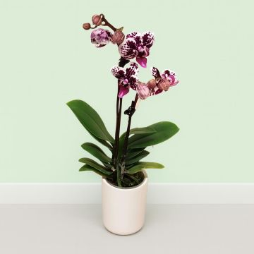 Mini Orchid spotted harlequin.jpg