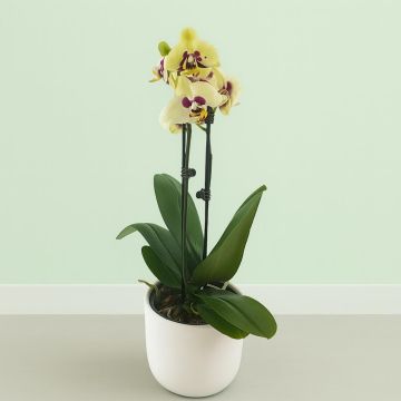 Phalaenopsis bicolor