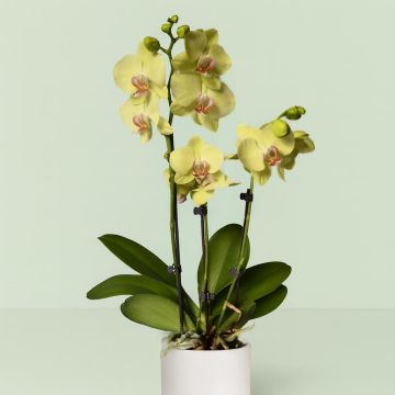 Phalaenopsis Yellow