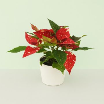 Euphorbia pulcherrima Rood met wite vlekken