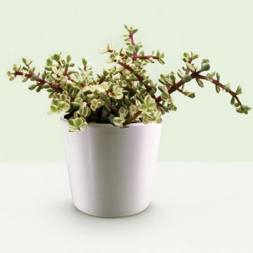 Portulacaria afra variegata 10,5 cm.jpg